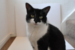 b and w cat