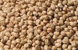 chickpea