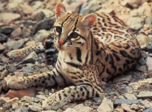 An ocelot's protective coloration