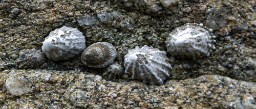 Limpets