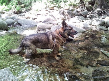 German Shepherd dog in a river bed