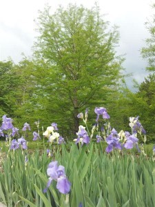 20140515_144839-1 (Medium)
