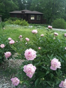 Peonies (Medium)