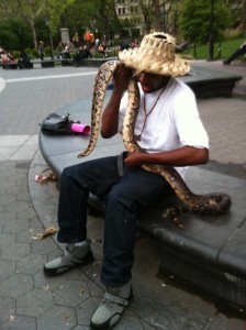 A South American Boa