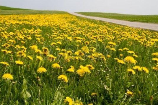 dandelionmeadow