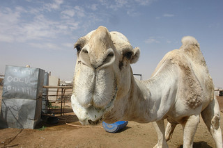Camel: At the camel market in Riyadh