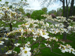 White Flowers
