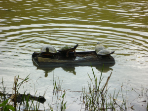 Turtles