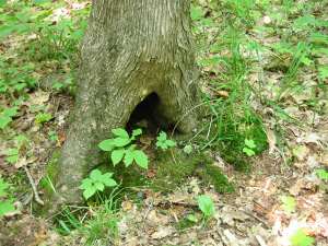Gnome Hut 02
