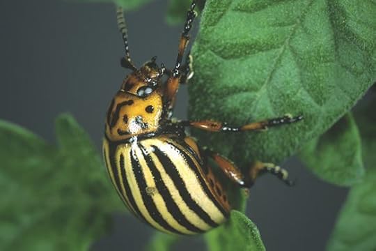 Colorado potato beetle Photo: Nigel Cattlin/Getty Images