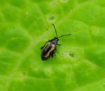 Flea beetle