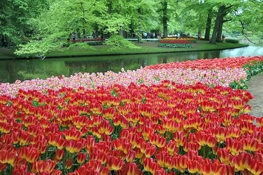 Wandering through Keukenhof, you’ll take piles of photos in search of the most beautiful flower.