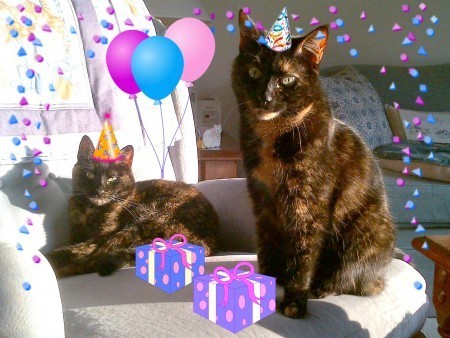 birthday cats