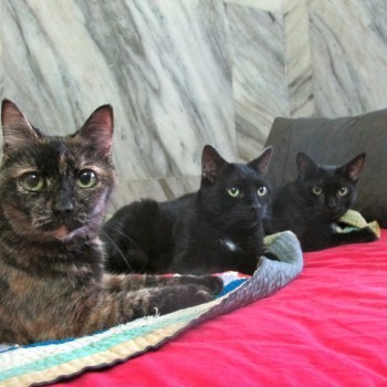 three_cats_on_sofa