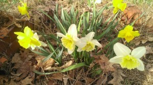daffodils.jpg