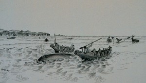 Image courtesy of the National Oceanic and Atmospheric Administration/Department of Commerce. Drawing by H.W. Elliot.