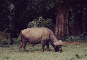 7. Buffalo