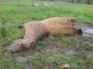 horse killed by wolves