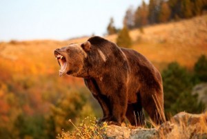 grizzlybear-617x416-2