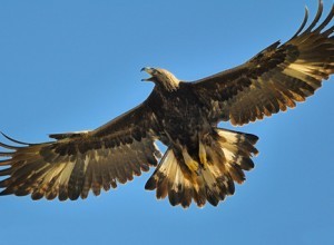 Golden Eagle