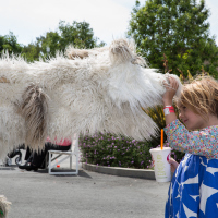 A curious girl checks out Baron Von Jabba's pedal-powered