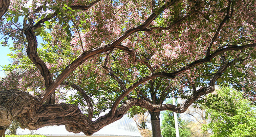 Flowering Tree Branch