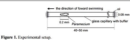 paramecium