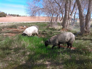 My sheep will be lambing within the next moth!