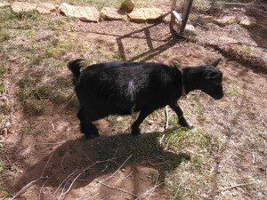 My little goat, Princess, is due to kid next week! So excited!!!