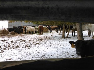 Of course it rained, snowed, hailed, and was windy on Branding Day!