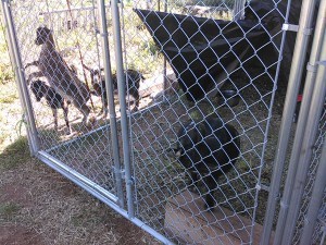 'Princess' in the foreground, with my little doelings-Zeena, Zayva, and Clover-in the background.