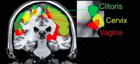 Credit: Wiley Publishing/Barry Komisaruk