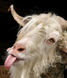 angry-goat