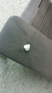 Found beneath my Japanese Maple.