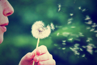 a girl blowing on a dandelion done with a vintage retro instagra