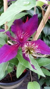 Clematis2014-05-18 16.44.20