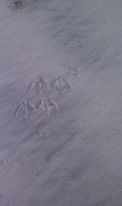 Seagull Prints2013-12-15 09.49.43