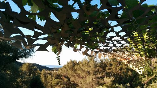 1-grapevine trellis