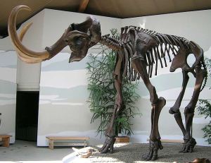 wooly mammoth public domain