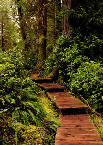 forest-249029_640