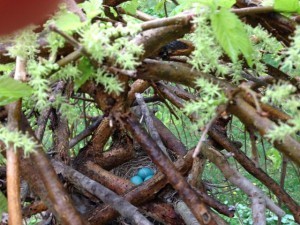 Robins eggs