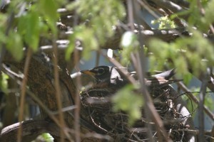 robin in nest