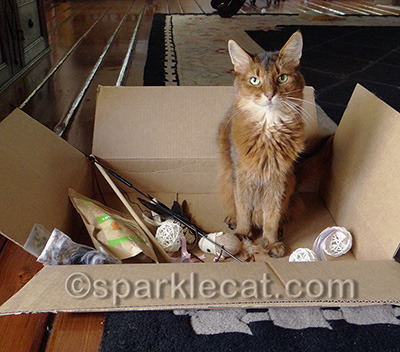 See? I am a much more organized spokescat
