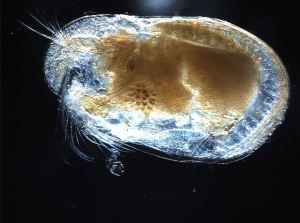 Prodigious Ostracod