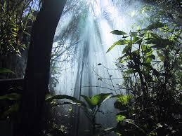 photo Jungle_zps74f680f7.jpg