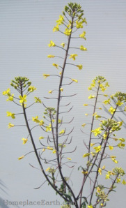 kale going to seed