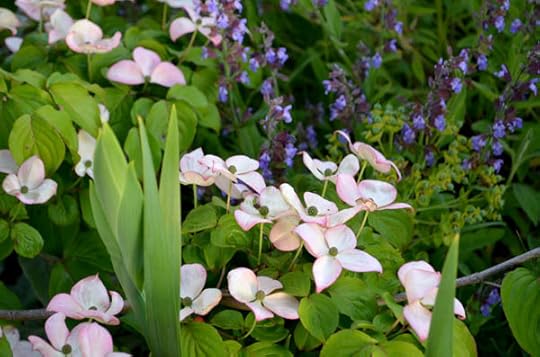 korean-dogwood