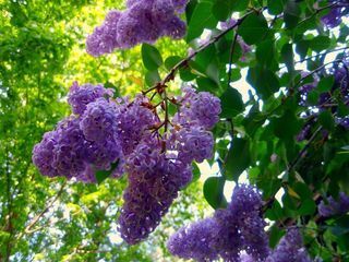 Lilac+bush