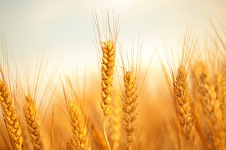 wheat8