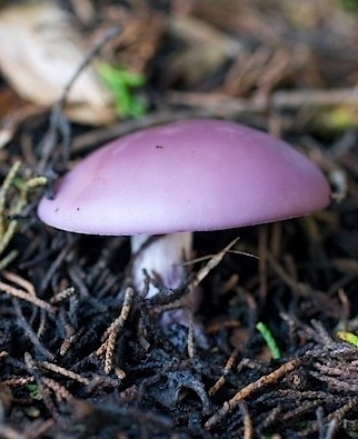 Hidden Coloful Treasures of the Earth 57 copy